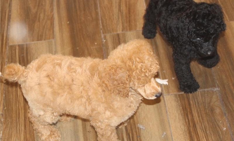 🎄🎄 Princess ☮ Male 🐕 Female ::✴:: poodle. 🐕 Puppies 🎄🎄 Image eClassifieds4u