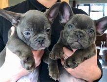 Ckc ✴ Male 🐕🐕 Female ::✴:: French Bulldog. Puppies 🎄🎄