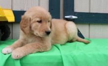 Golden Retriever. Puppies For Adoption
