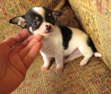 Home Trained Chihuahua Puppies