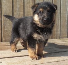 German Shepherd. Puppies Available Now