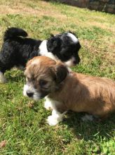 Gorgeous Havanese. Puppies Available