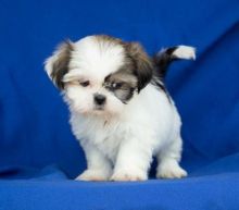 Nice and Healthy Shih Tzu. Puppies Available