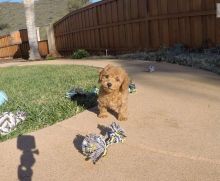 Well Tamed er Spaniel. Puppies