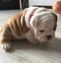 Gorgeous English Bulldog. Puppies To Good Home Image eClassifieds4U