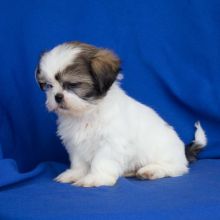 🎄🎄 Pedigree ☮ Ckc ::✴:: Shih Tzu.🐕🐕 Puppies Ready 🐕🐕 Now 🎄🎄 Image eClassifieds4U