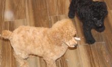 🎄🎄 Princess ☮ Male 🐕 Female ::✴:: poodle. 🐕 Puppies 🎄🎄 Image eClassifieds4U