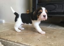 Lovely ☮ Ckc 🐕 male/female ::✴:: Beagle. 🐕 Puppies 🎄🎄 Image eClassifieds4U