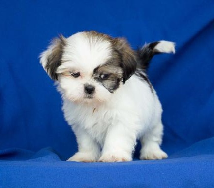 Nice and Healthy Shih Tzu. Puppies Available Image eClassifieds4u