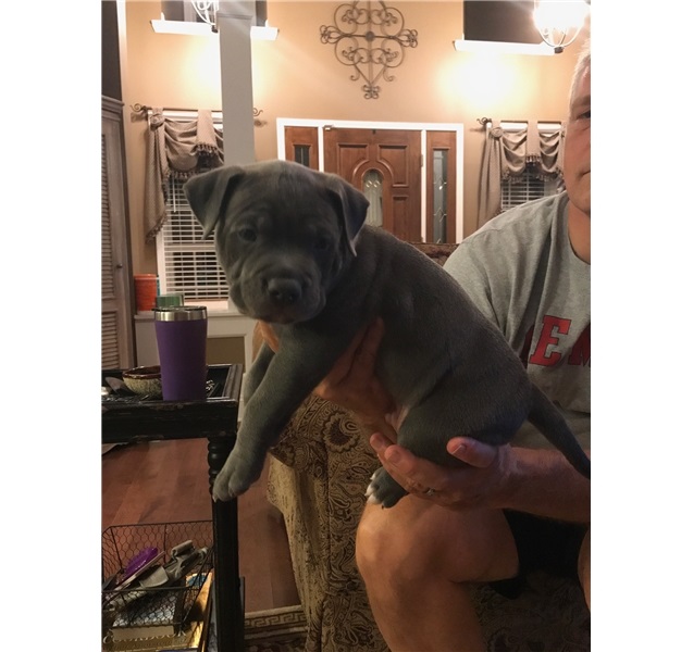 🐕🐕Gorgeous Blue nose American Pitbull terrier puppies available 🐕🐕 Image eClassifieds4u