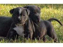 🐕🐕 Blue nose American Pitbull terrier puppies available🐕🐕