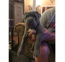 🐕🐕Gorgeous Blue nose American Pitbull terrier puppies available 🐕🐕