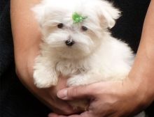 Adorable male and female Maltese Puppies.