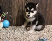 male and female Alaskan Malamute Puppies