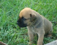 male and female Bullmastiff puppies