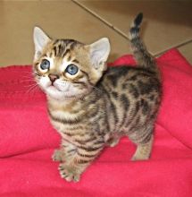 TICA registered Bengal kittens