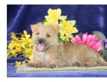 Very healthy and cute Cairn Terrier puppies