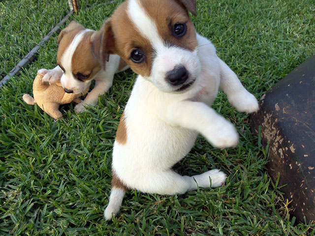 Akc Jack Russell Terrier Pups for Re-Homing Image eClassifieds4u