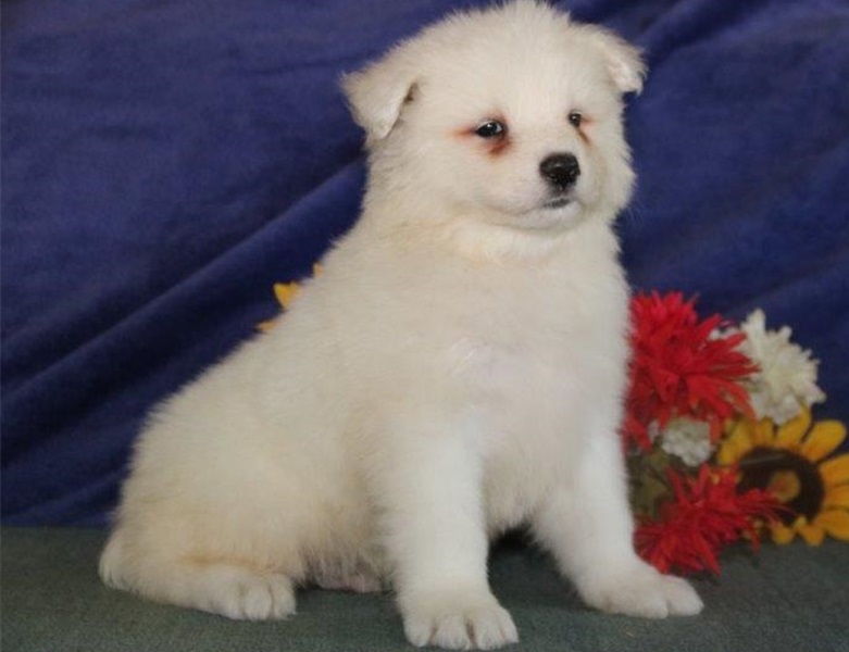 Cute Samoyed puppies Image eClassifieds4u