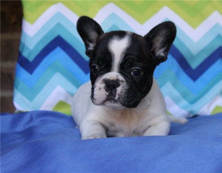 French Bulldog puppies Image eClassifieds4u