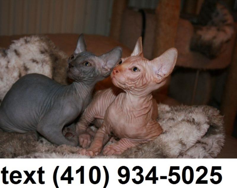 Super Adorable sphynx kittens for sale. Image eClassifieds4u