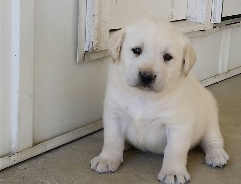Two Lovely Labrador retriever puppies available. Image eClassifieds4u