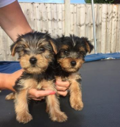 🎄🎄 Teacup ☮ Male 🐕 Female 🎄 ☮ Yorkie Puppies 🏠💕Delivery is possible🌎✈️ Image eClassifieds4u