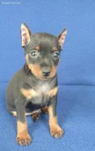 Adorable Miniature doberman pinscher puppies ready