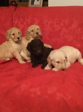 Accommodating Goldendoodle puppies ready now