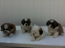 Beautiful Lhasa Apso Puppies Available,