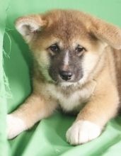 beautiful male and female Akita puppies