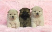 Cute Chow Chow Puppies Available