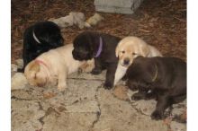 Cute Labrador Retriever Puppies Available