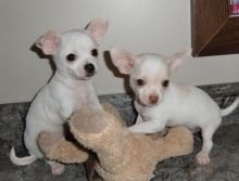 male and female Chihuahua puppies