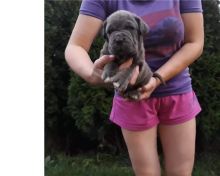 Neapolitan Mastiff puppies