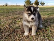 Sweet Alaskan Malamute puppies.