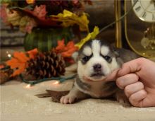 Two Pomsky puppies