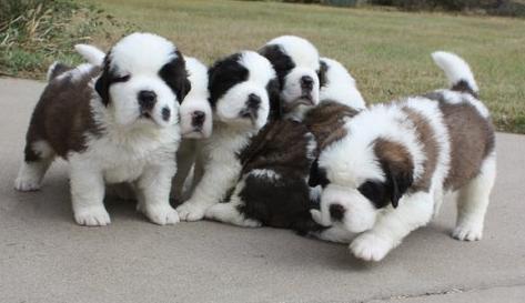 Beautiful Saint Bernard Pups available Image eClassifieds4u