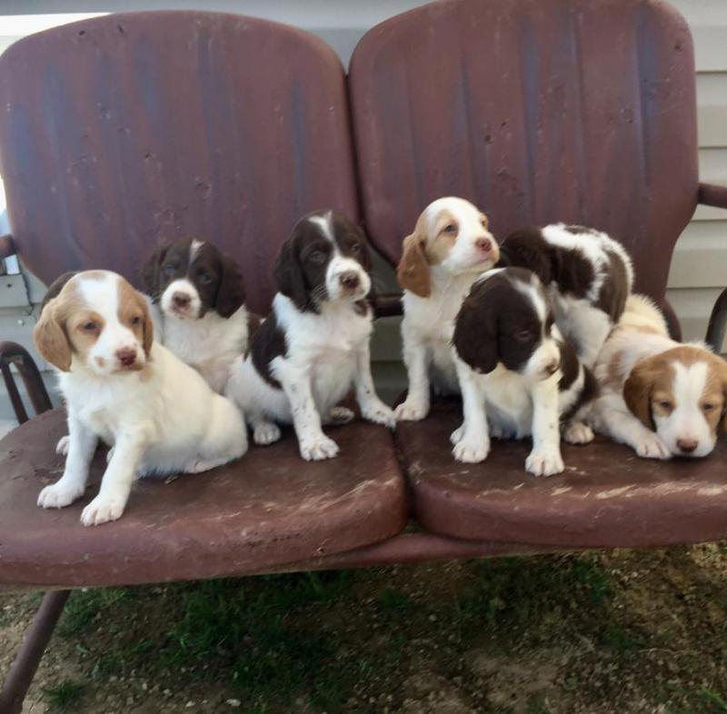 Brittany Spaniel puppies available Image eClassifieds4u