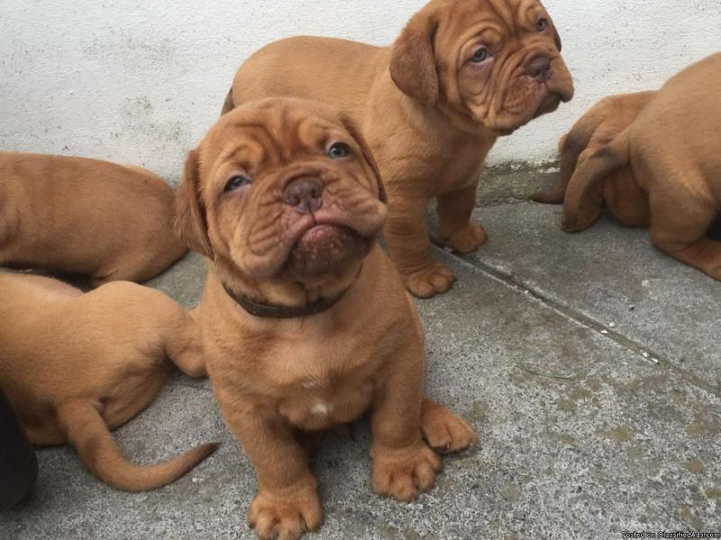 Dogue de bordeaux puppies Available Image eClassifieds4u