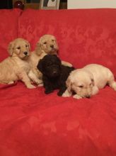Accommodating Goldendoodle puppies ready now Image eClassifieds4U