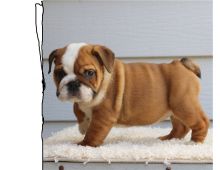 Cute male and female English bulldog Puppies available. Image eClassifieds4U