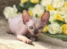 Sphynx kittens available Image eClassifieds4U