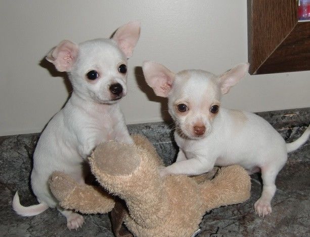 male and female Chihuahua puppies Image eClassifieds4u
