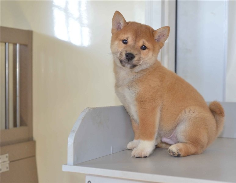 male and female Shiba inu puppies Image eClassifieds4u