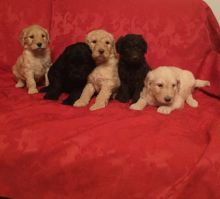 Accommodating Goldendoodle puppies read