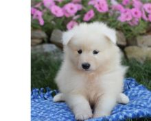 amazing Samoyed puppies