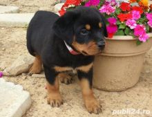 Beautiful male and female Rottweiler puppies.