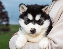 Charming Siberian husky puppies available.