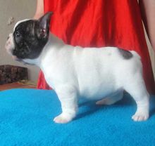 French Bulldog puppies ready